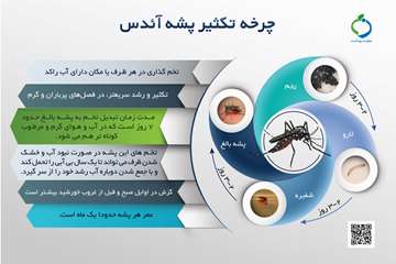 چرخه تکثیر 2